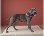 Small #1 American Pit Bull Terrier