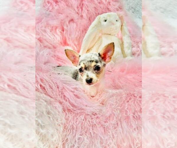 Medium Photo #11 Chihuahua Puppy For Sale in NEW YORK, NY, USA