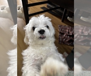 Father of the Maltese puppies born on 03/21/2025
