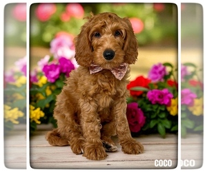 Goldendoodle (Miniature) Puppy for sale in ORANGE PARK, FL, USA