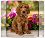 Image preview for Ad Listing. Nickname: Coco