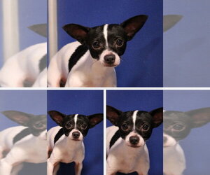 Chihuahua-Unknown Mix Dogs for adoption in Pierceton , IN, USA