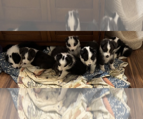 Medium Photo #1 Shetland Sheepdog Puppy For Sale in SHERIDAN, AR, USA