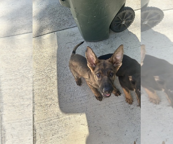 Medium Photo #12 German Shepherd Dog Puppy For Sale in TEMPLE, TX, USA