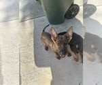 Small #2 German Shepherd Dog