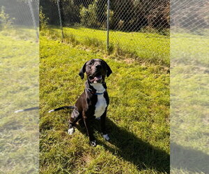 Rocky - Male Mutt Dog for Adoption - Photo #4