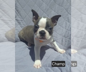 Boston Terrier Litter for sale in POMEROY, OH, USA