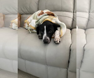 Labrador Retriever-Unknown Mix Dogs for adoption in Holly Springs, NC, USA