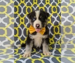 Small Photo #1 Labrador Retriever-Sharberian Husky Mix Puppy For Sale in LINCOLN UNIV, PA, USA