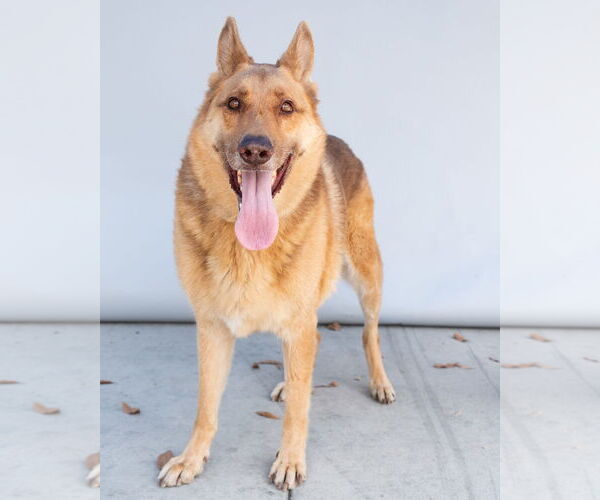 Medium Photo #2 German Shepherd Dog-Unknown Mix Puppy For Sale in Pasadena, CA, USA