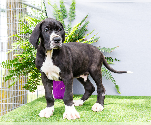 Medium Photo #10 Great Dane Puppy For Sale in WAKARUSA, IN, USA