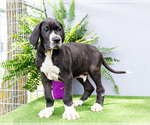 Puppy Trever Great Dane