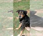 Small #1 Australian Shepherd-German Shepherd Dog Mix