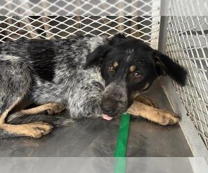 Collie Dogs for adoption in Bakersfield, CA, USA