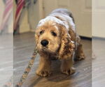 Small #3 Cocker Spaniel