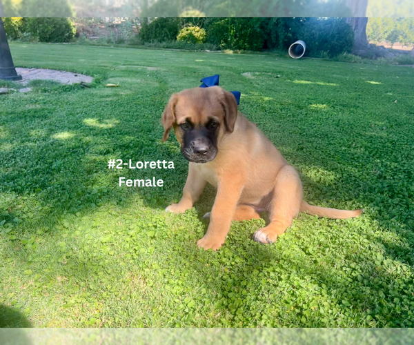 Medium Photo #6 American Mastiff-Saint Bernard Mix Puppy For Sale in HATCH, NM, USA
