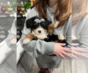 Bernedoodle Puppy for sale in ROSAMOND, CA, USA