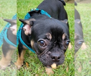 French Bulldog Puppy for sale in MIAMI BEACH, FL, USA