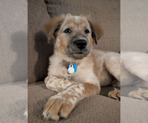 Medium Photo #1 Great Pyrenees-Unknown Mix Puppy For Sale in Minneapolis, MN, USA