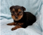 Small #4 Yorkshire Terrier