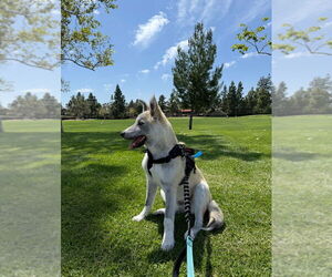 Rocket formerly Ranger - Male Siberian Husky-Unknown Mix Dog for Adoption - Photo #3