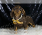Small #2 Dachshund