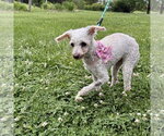Small #1 Poodle (Miniature)