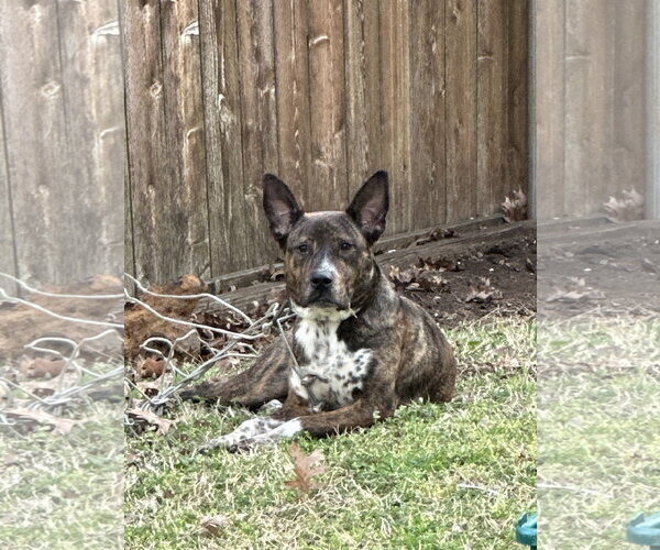 Medium Photo #1 Plott Hound-Unknown Mix Puppy For Sale in McKinney, TX, USA