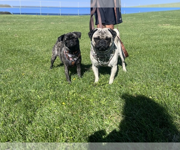 Medium Photo #2 American Lo-Sze Pugg Puppy For Sale in PRESCOTT VALLEY, AZ, USA