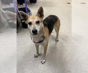 German Shepherd Dog Dogs for adoption in Riverside, CA, USA