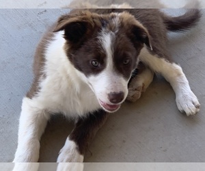 Border Collie Puppy for sale in PERRIS, CA, USA