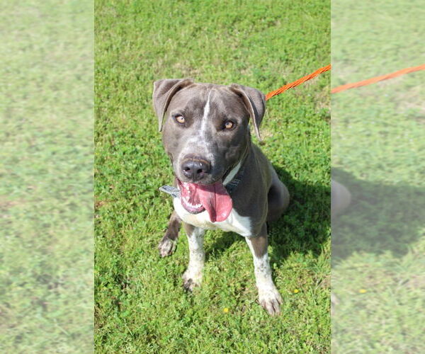 Medium Photo #10 American Pit Bull Terrier-Unknown Mix Puppy For Sale in Oakhurst, NJ, USA