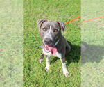 Small #9 American Pit Bull Terrier Mix