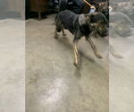 Small #1 American Pit Bull Terrier-German Shepherd Dog Mix