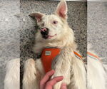 Small #9 Australian Shepherd