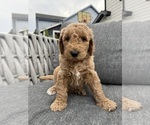 Small #1 Goldendoodle