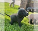 Small Photo #14 Labrador Retriever Puppy For Sale in MC COOK, NE, USA