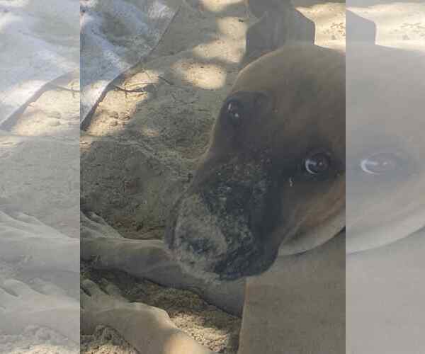 Medium Photo #4 Labrador Retriever-Unknown Mix Puppy For Sale in NYC, NY, USA
