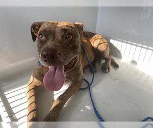 American Pit Bull Terrier-Unknown Mix Dogs for adoption in Houston, TX, USA