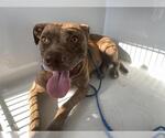 Small American Pit Bull Terrier Mix