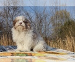 Small #7 ShihPoo