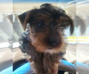 Yorkshire Terrier Puppy for sale in ALBUQUERQUE, NM, USA