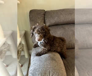 Poodle (Toy) Puppy for sale in HILLSBORO, OR, USA