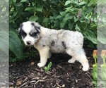 Small Photo #1 Australian Shepherd Puppy For Sale in LINDEN, TN, USA