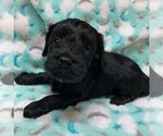 Small Photo #4 Cock-A-Poo Puppy For Sale in MCDONOUGH, GA, USA