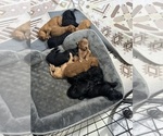 Small #1 Doodle-Goldendoodle Mix