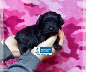 Schnoodle (Miniature) Puppy for sale in WINNSBORO, LA, USA