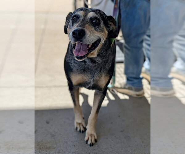 Medium Photo #1 Bluetick Coonhound-Unknown Mix Puppy For Sale in White Bluff, TN, USA