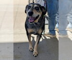Sissy  (mm) - Female Bluetick Coonhound-Unknown Mix Dog for Adoption - Small photo
