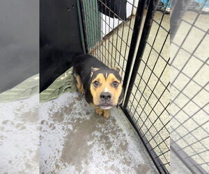 Rocky - Male Bulldog-Unknown Mix Dog for Adoption - Photo #4